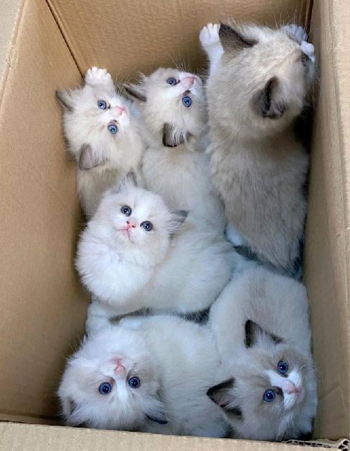 猫图片|宠物猫|猫咪|