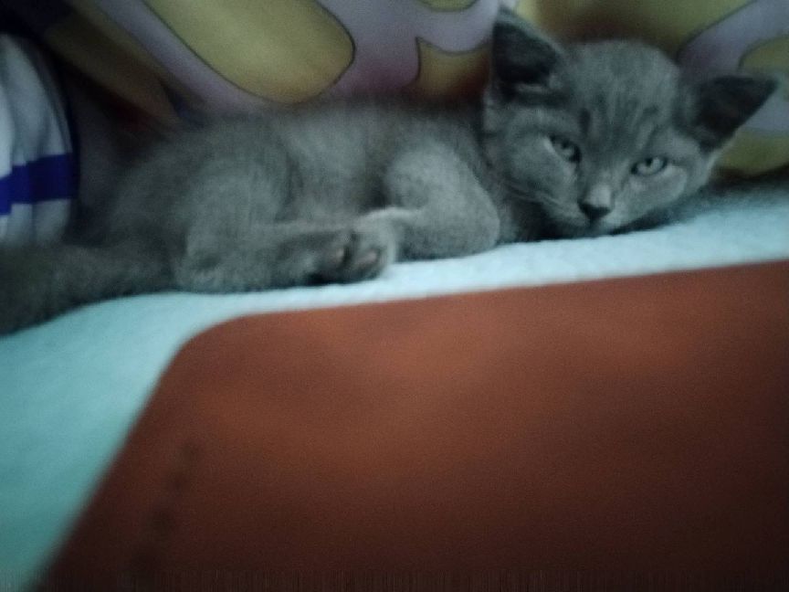 猫图片|宠物猫|猫咪|