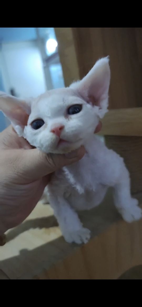 猫图片|宠物猫|猫咪|