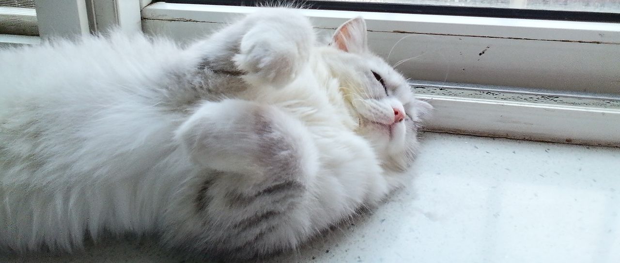 猫图片|宠物猫|猫咪|