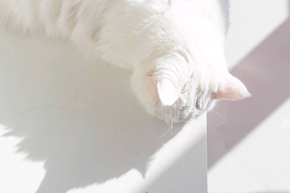 猫图片|宠物猫|猫咪|