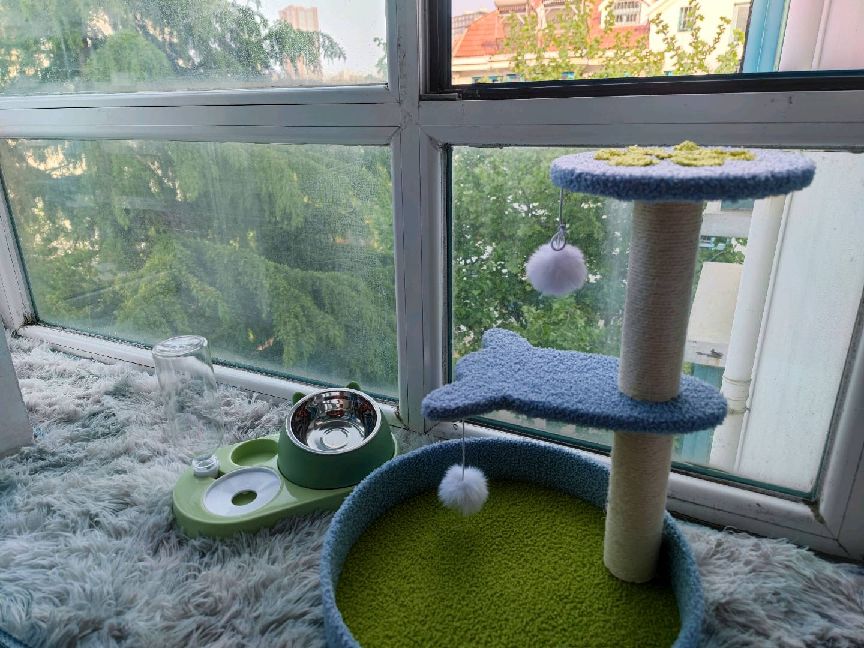 猫图片|宠物猫|猫咪|