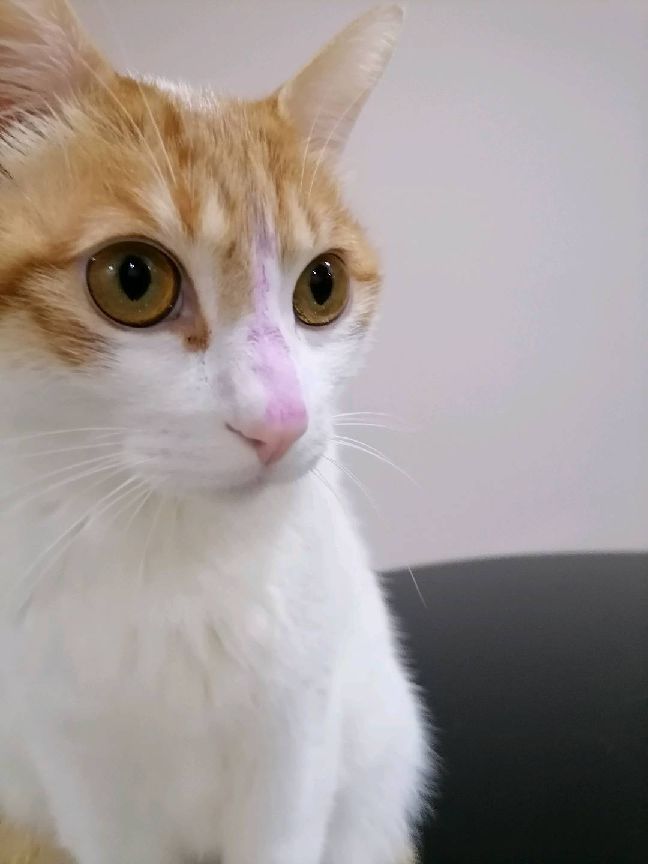 猫图片|宠物猫|猫咪|