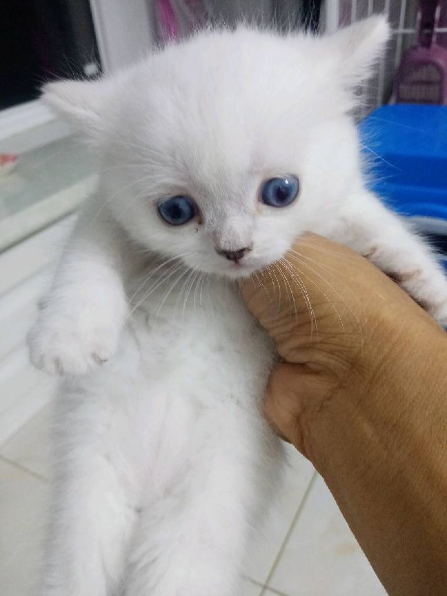 猫图片|宠物猫|猫咪|