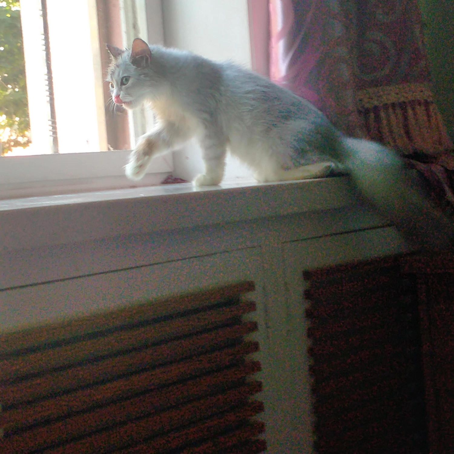 猫图片|宠物猫|猫咪|