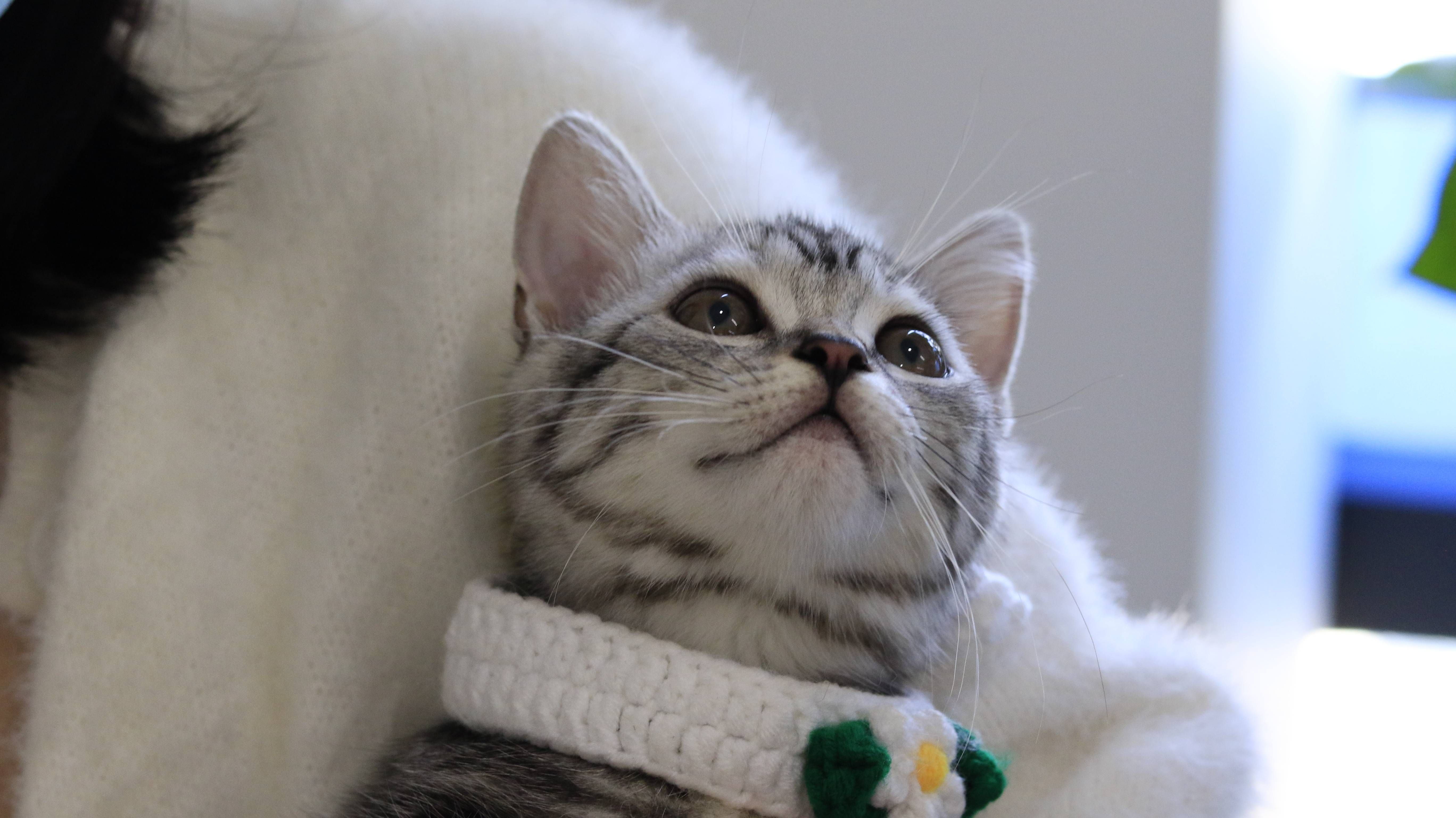 猫图片|宠物猫|猫咪|