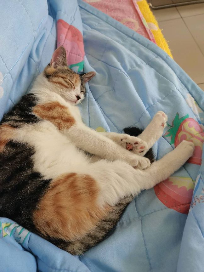 猫图片|宠物猫|猫咪|