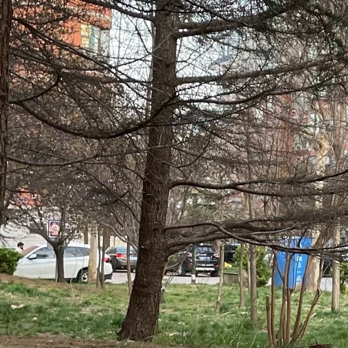 猫图片|宠物猫|猫咪|