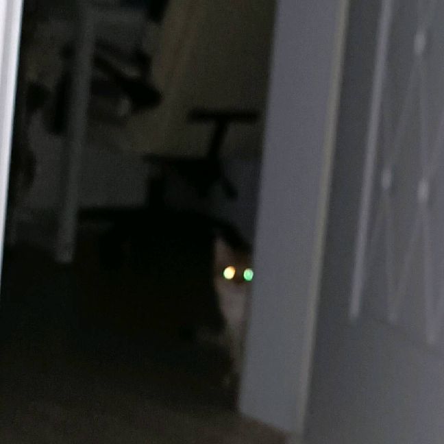 猫图片|宠物猫|猫咪|