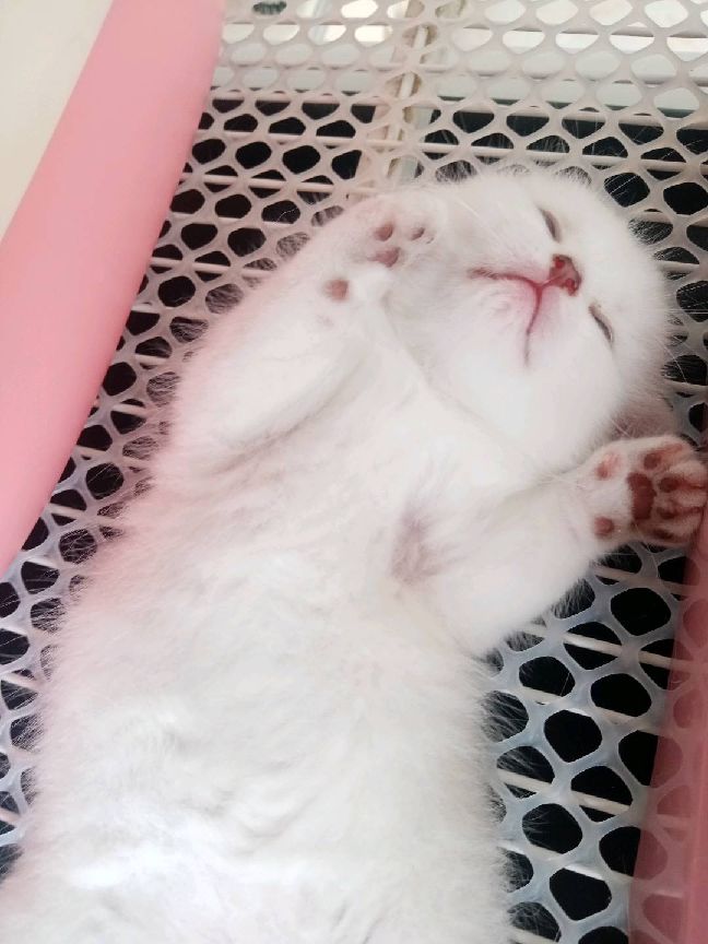 猫图片|宠物猫|猫咪|