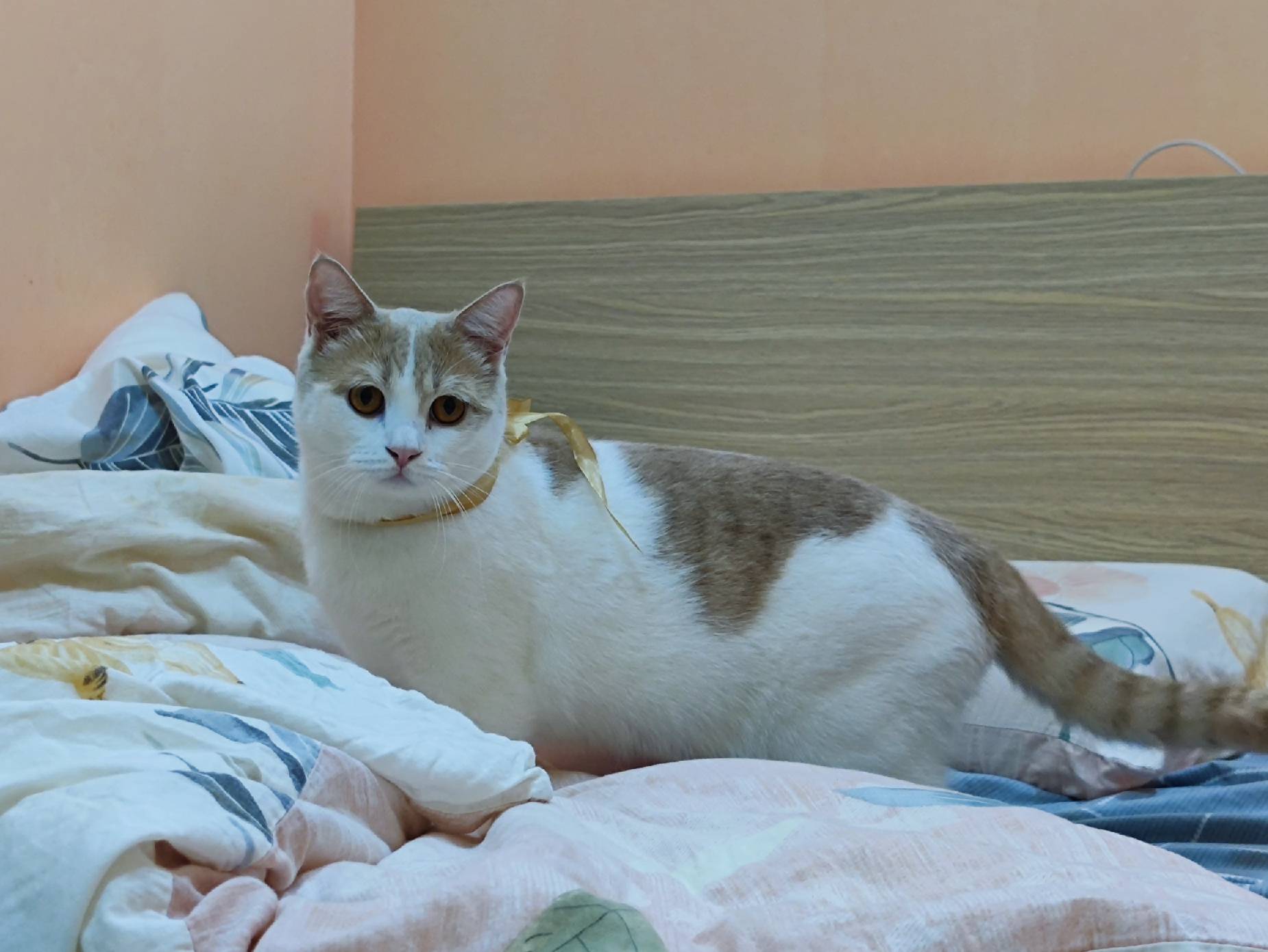 猫图片|宠物猫|猫咪|