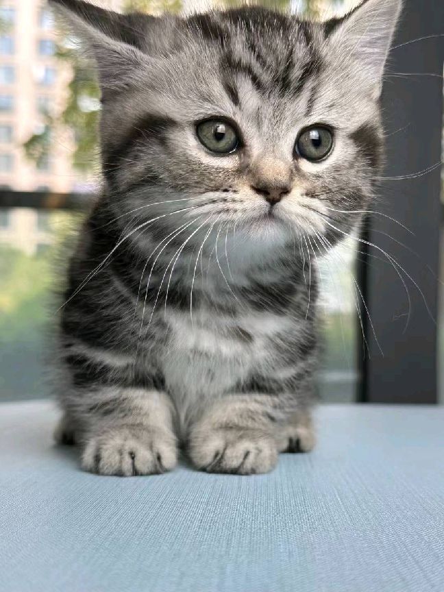 猫图片|宠物猫|猫咪|