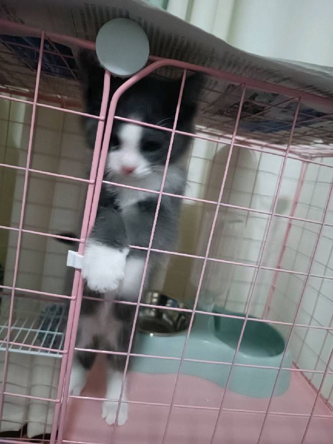 猫图片|宠物猫|猫咪|