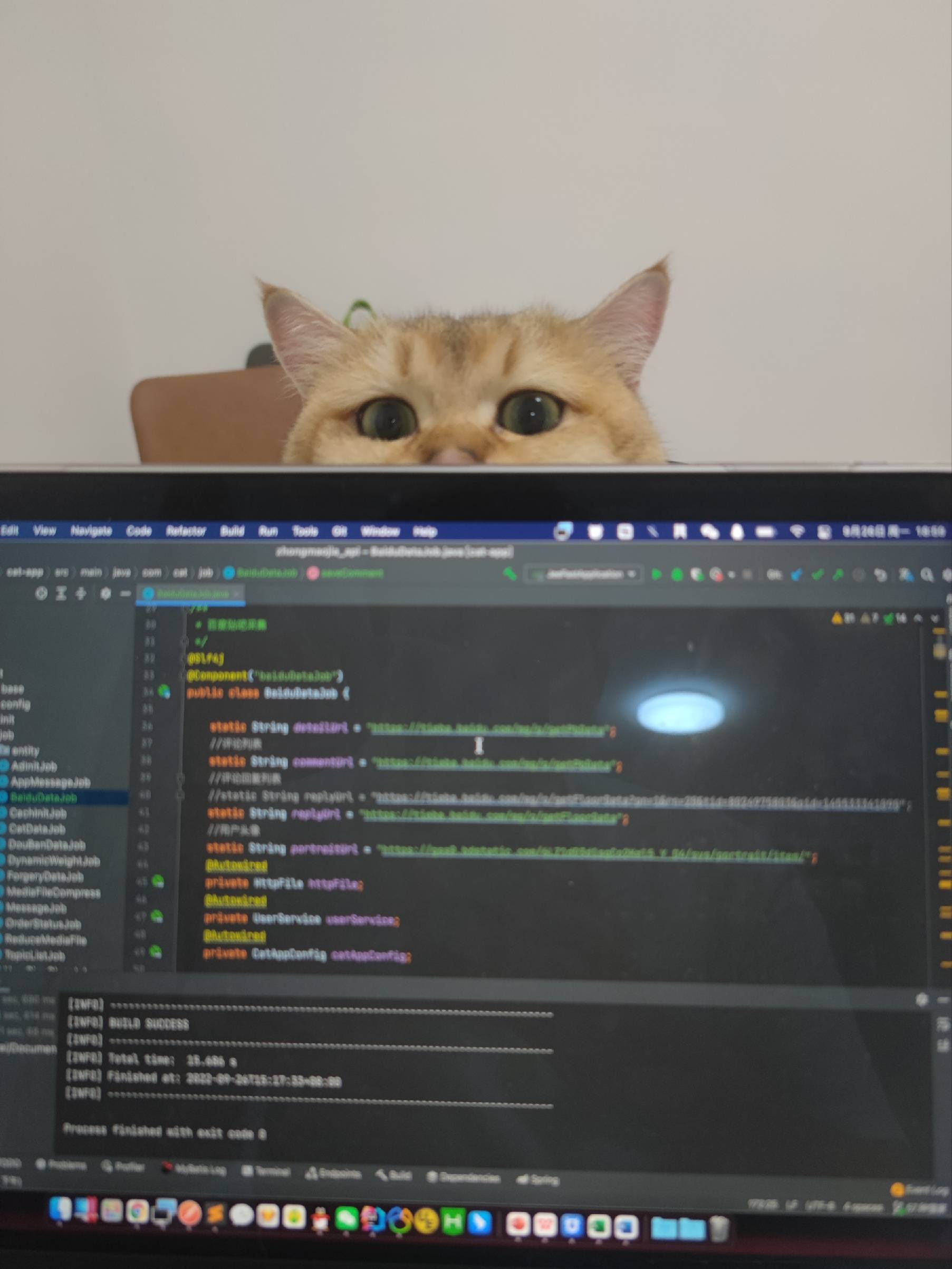 猫图片|宠物猫|猫咪|