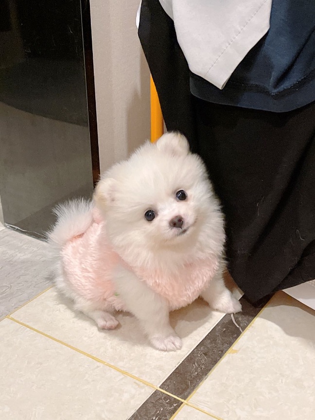 猫图片|宠物猫|猫咪|