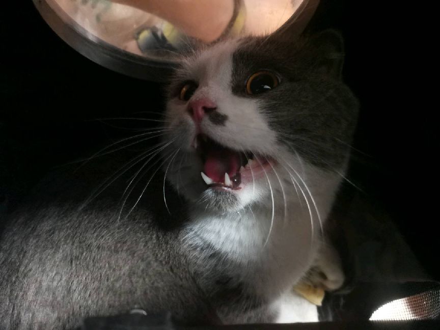 猫图片|宠物猫|猫咪|