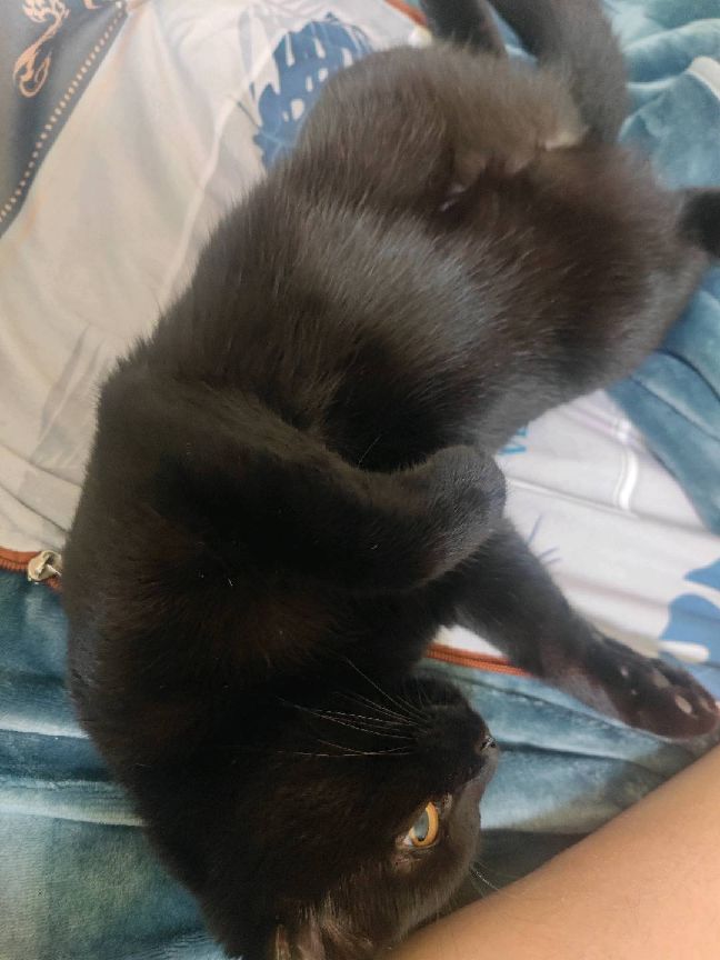 猫图片|宠物猫|猫咪|