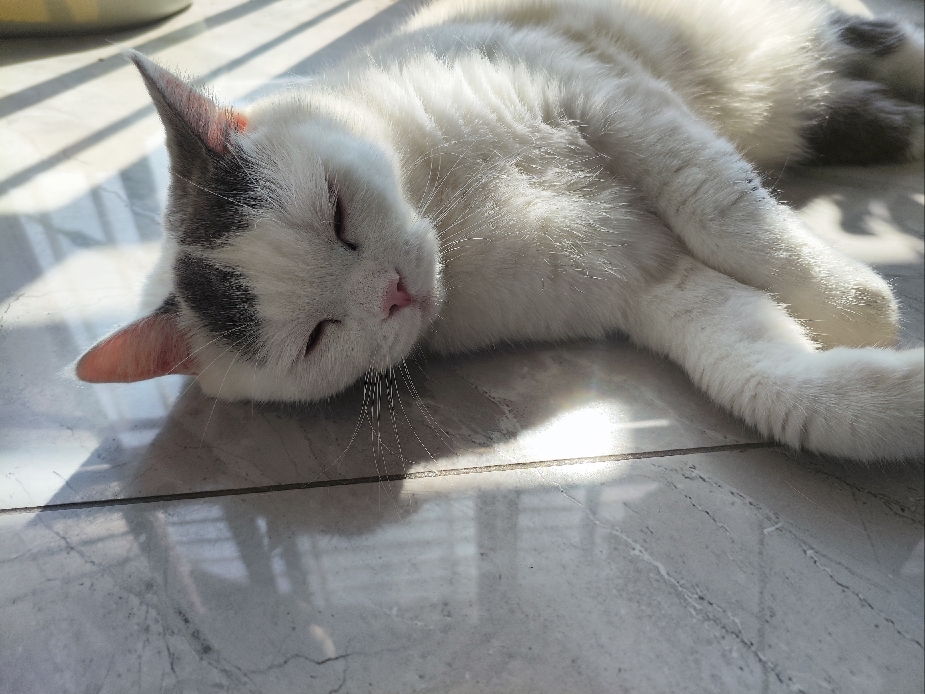 猫图片|宠物猫|猫咪|