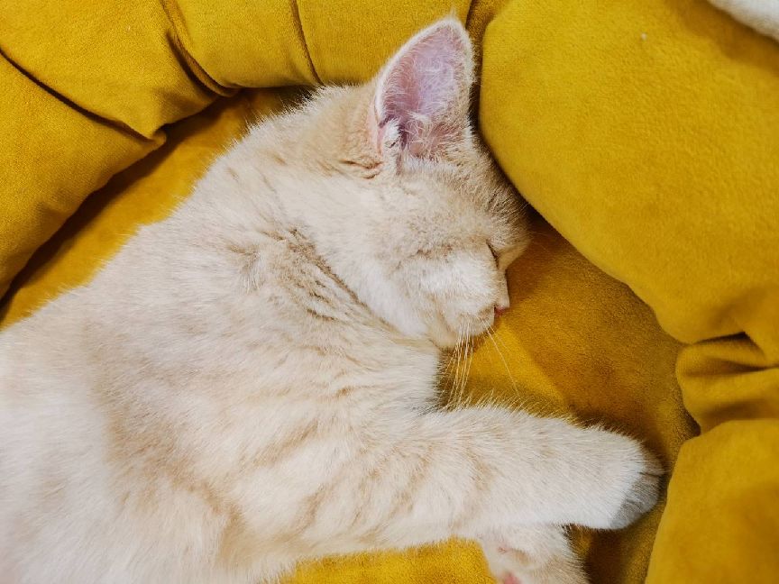 猫图片|宠物猫|猫咪|