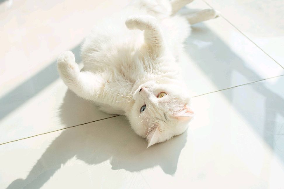 猫图片|宠物猫|猫咪|