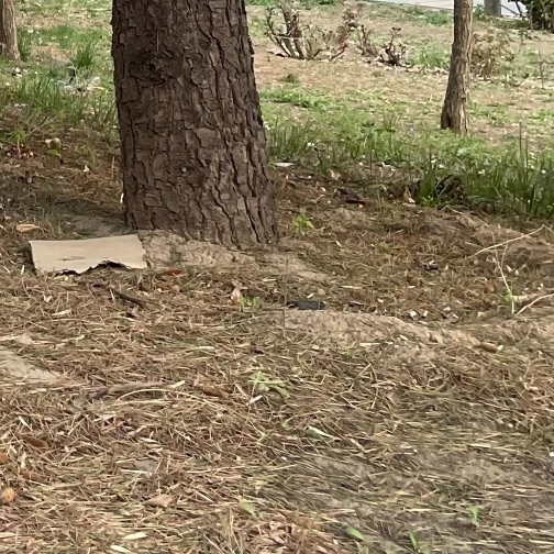 猫图片|宠物猫|猫咪|