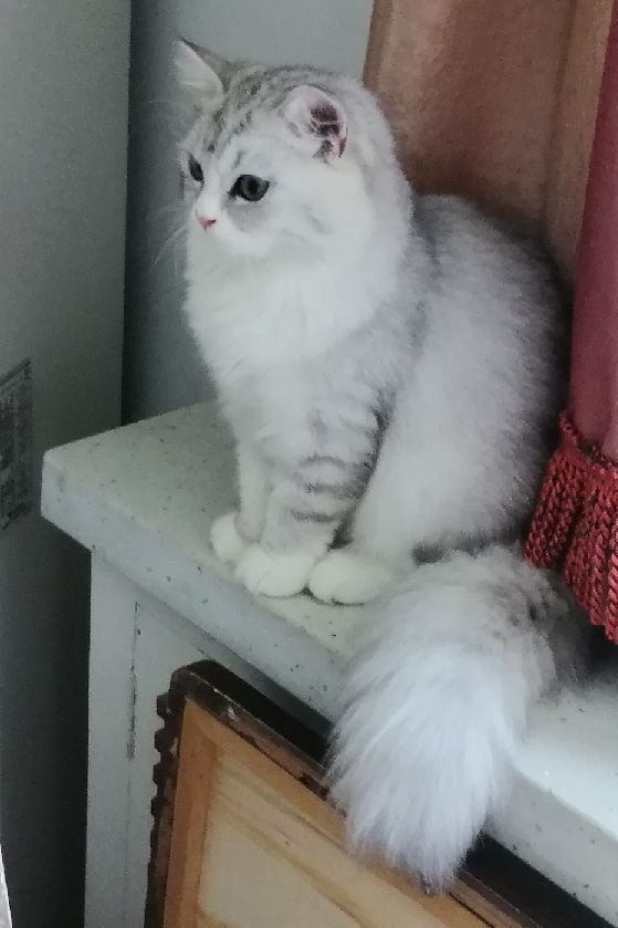 猫图片|宠物猫|猫咪|