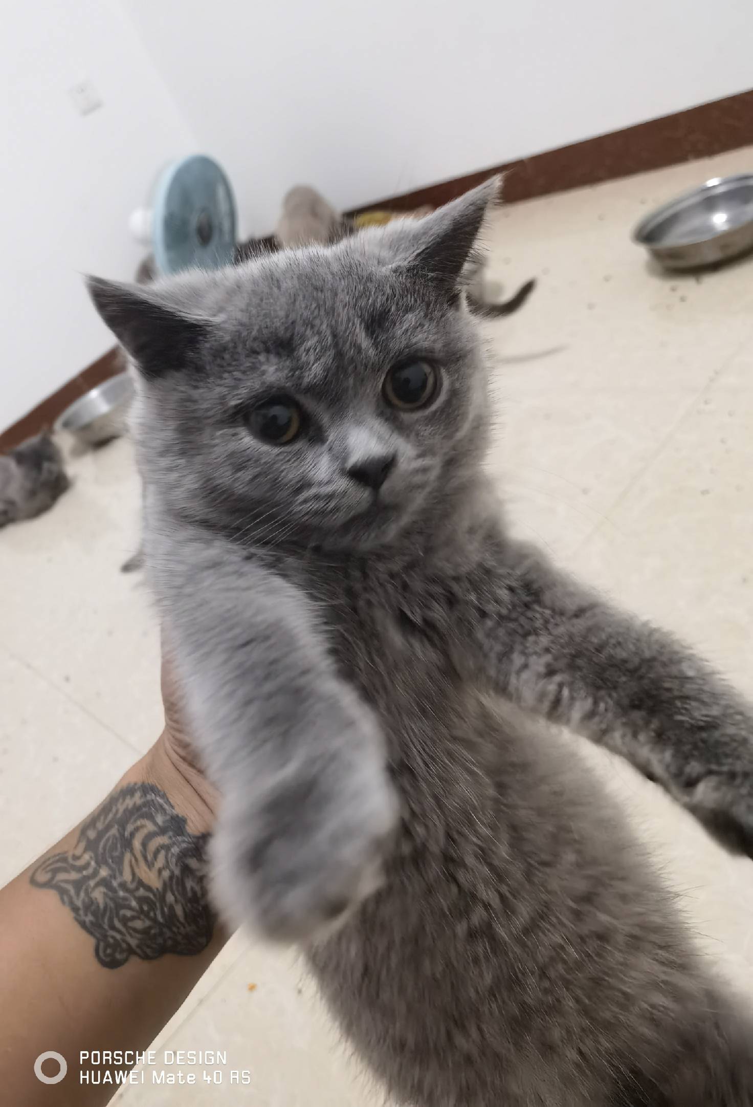 猫图片|宠物猫|猫咪|