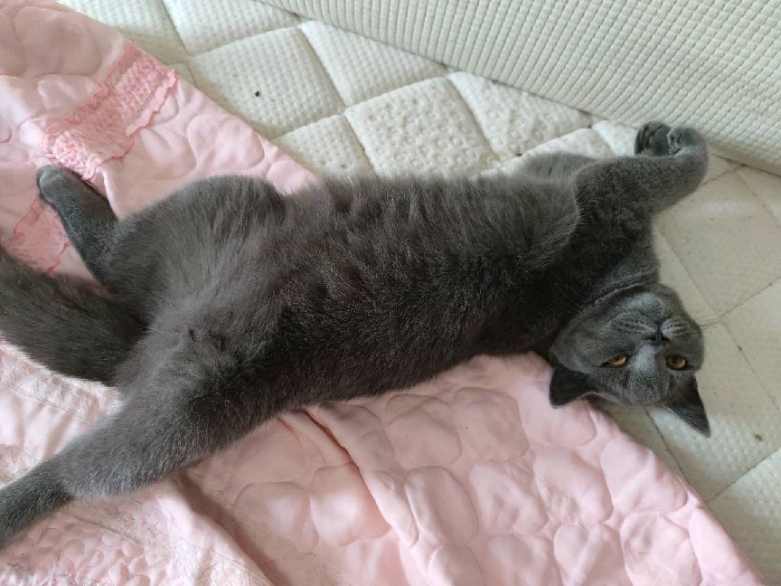 猫图片|宠物猫|猫咪|