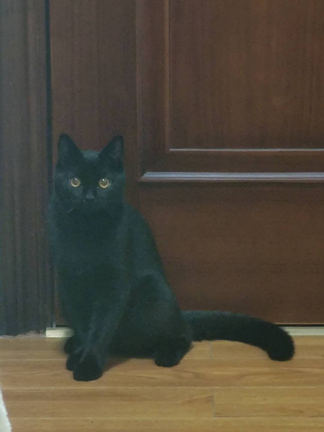 猫图片|宠物猫|猫咪|