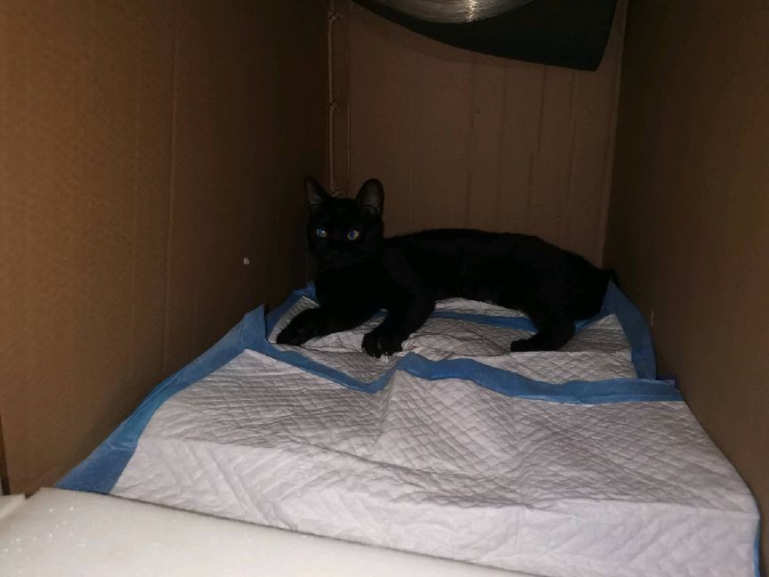 猫图片|宠物猫|猫咪|