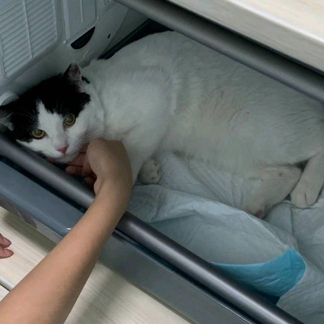 猫图片|宠物猫|猫咪|