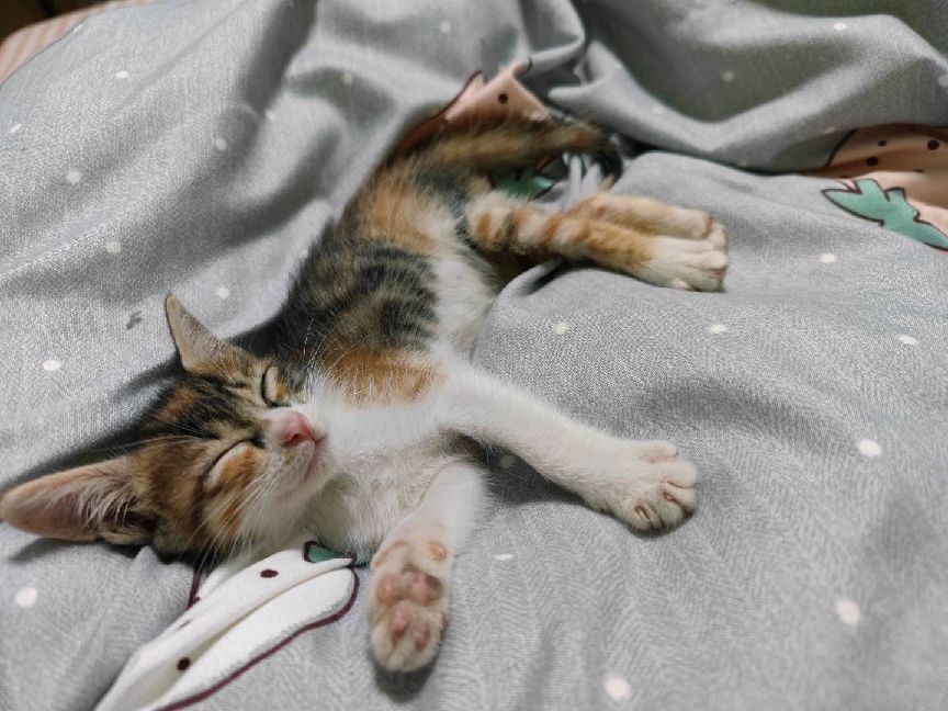 猫图片|宠物猫|猫咪|