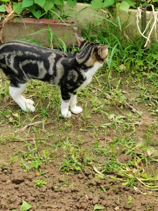 猫图片|宠物猫|猫咪|