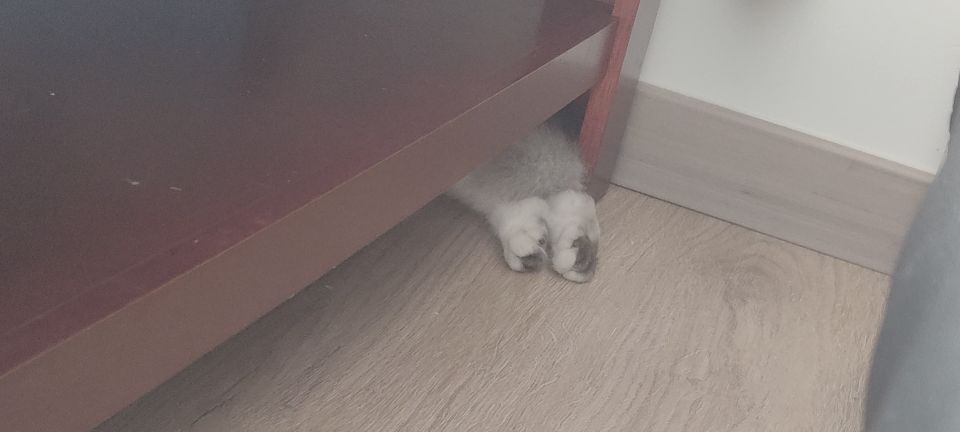 猫图片|宠物猫|猫咪|