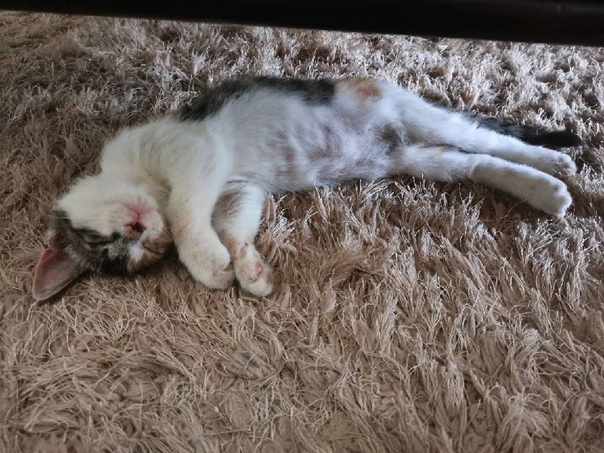 猫图片|宠物猫|猫咪|