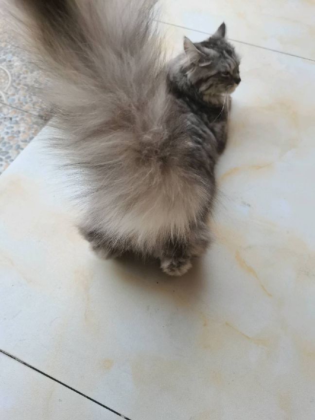 猫图片|宠物猫|猫咪|