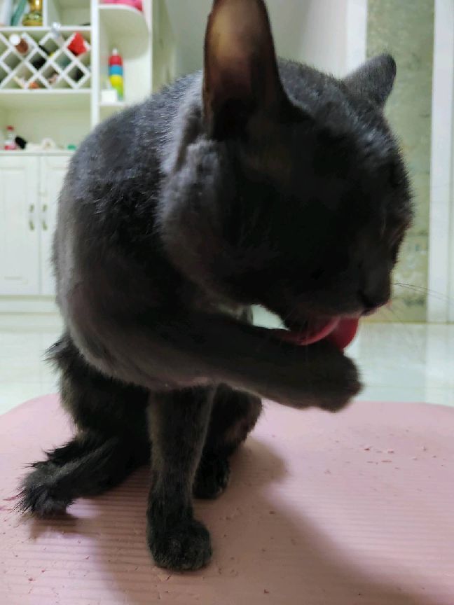 猫图片|宠物猫|猫咪|