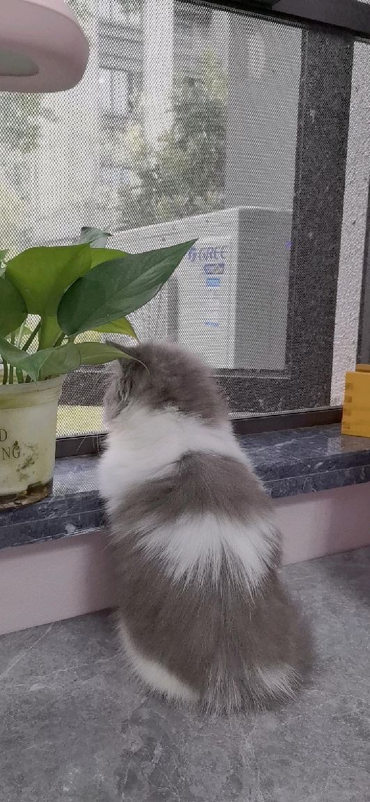 猫图片|宠物猫|猫咪|