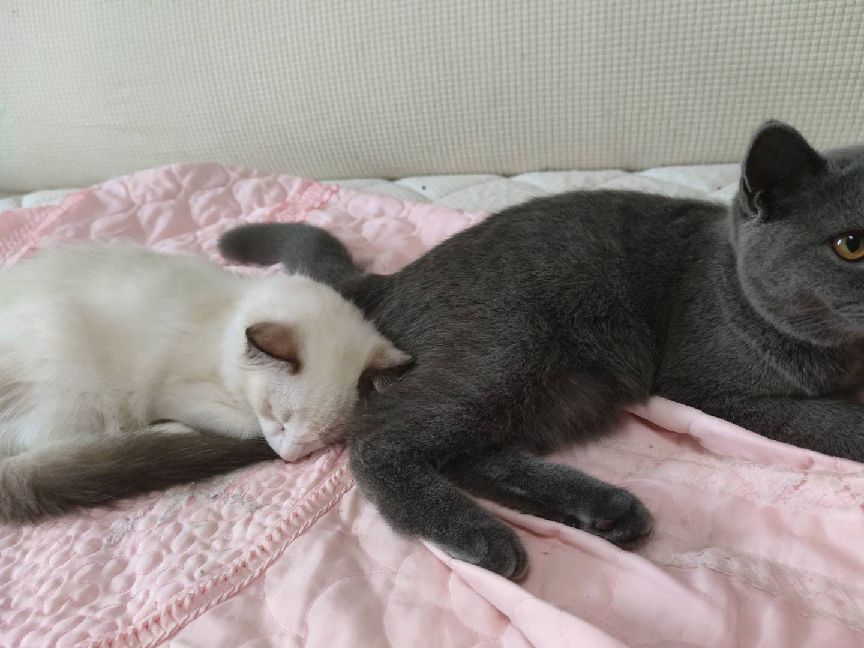 猫图片|宠物猫|猫咪|