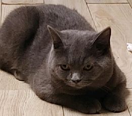 猫图片|宠物猫|猫咪|