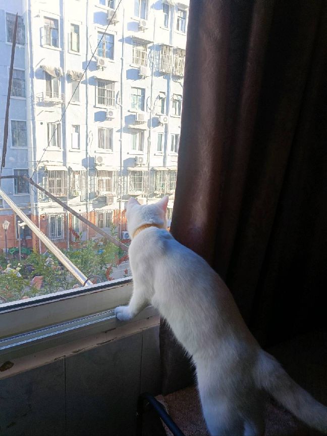 猫图片|宠物猫|猫咪|