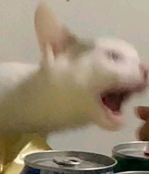 猫图片|宠物猫|猫咪|