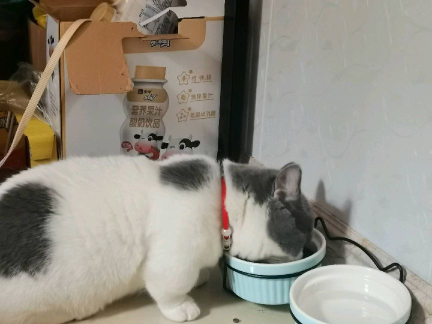 猫图片|宠物猫|猫咪|