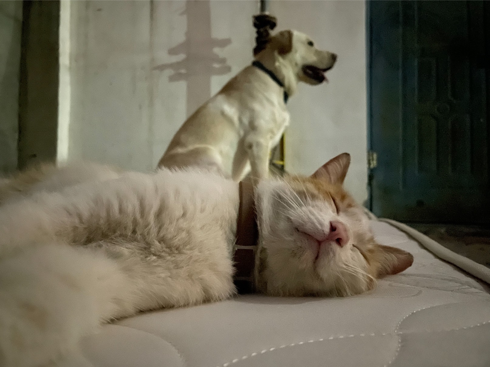 猫图片|宠物猫|猫咪|