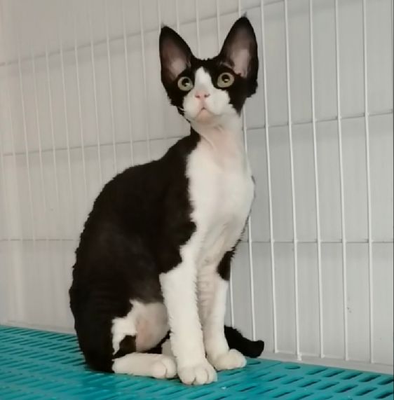 猫图片|宠物猫|猫咪|