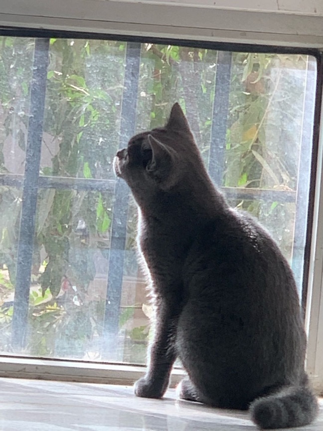 猫图片|宠物猫|猫咪|