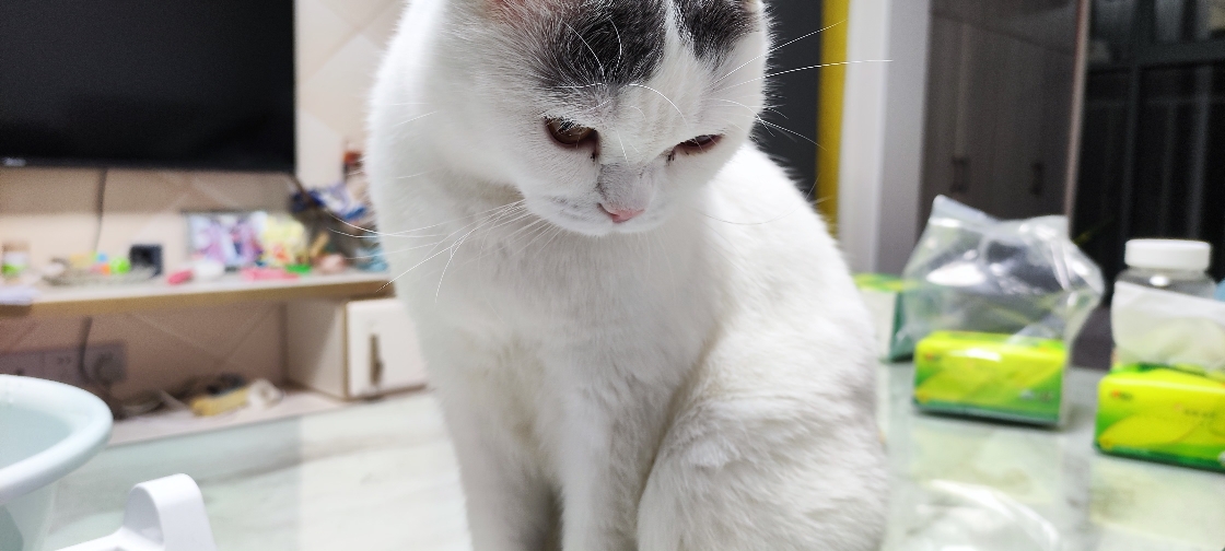 猫图片|宠物猫|猫咪|