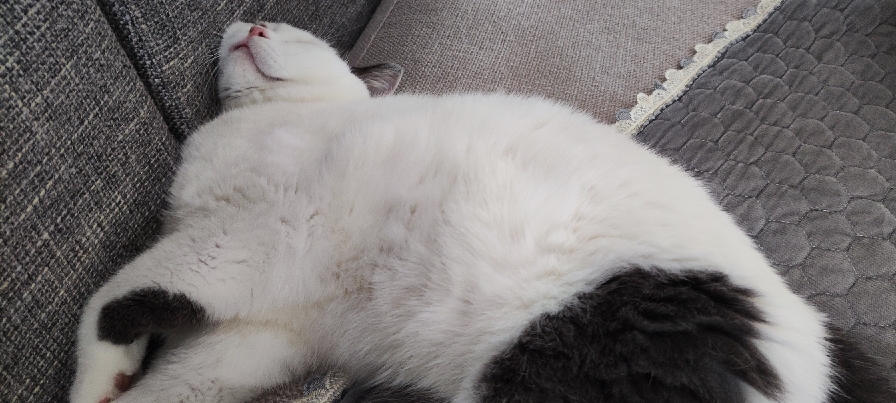 猫图片|宠物猫|猫咪|