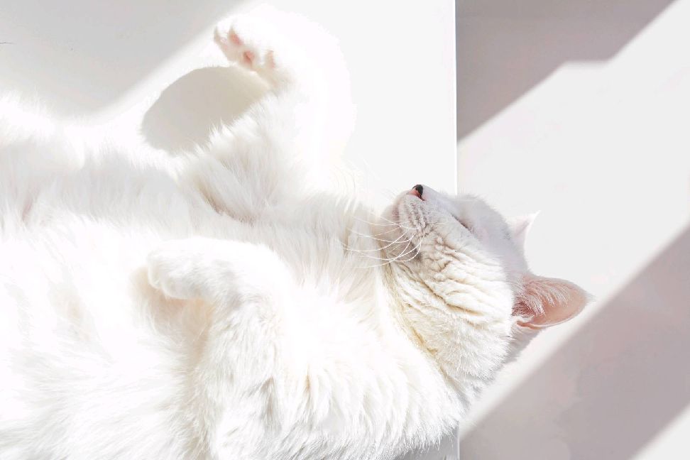 猫图片|宠物猫|猫咪|