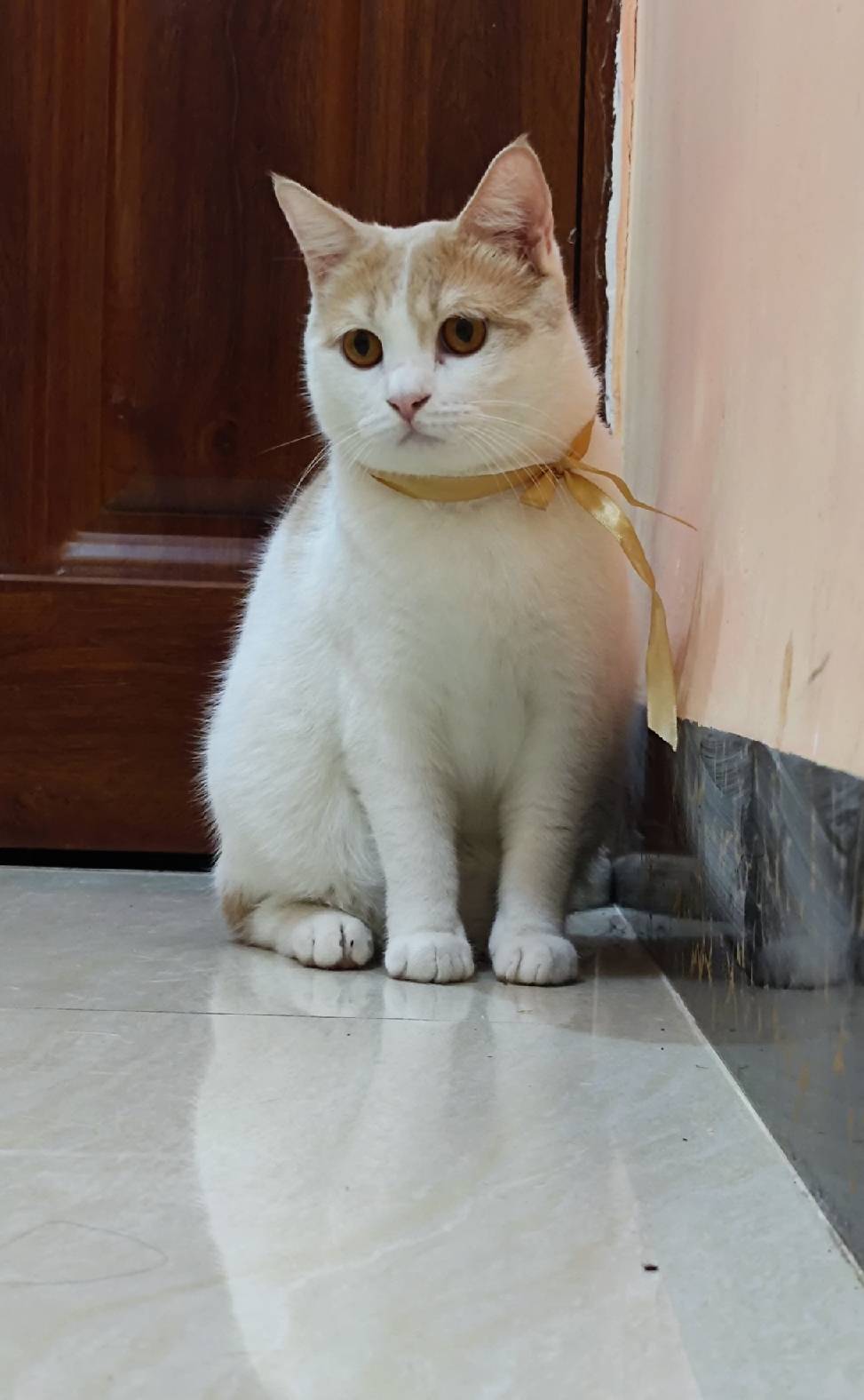 猫图片|宠物猫|猫咪|